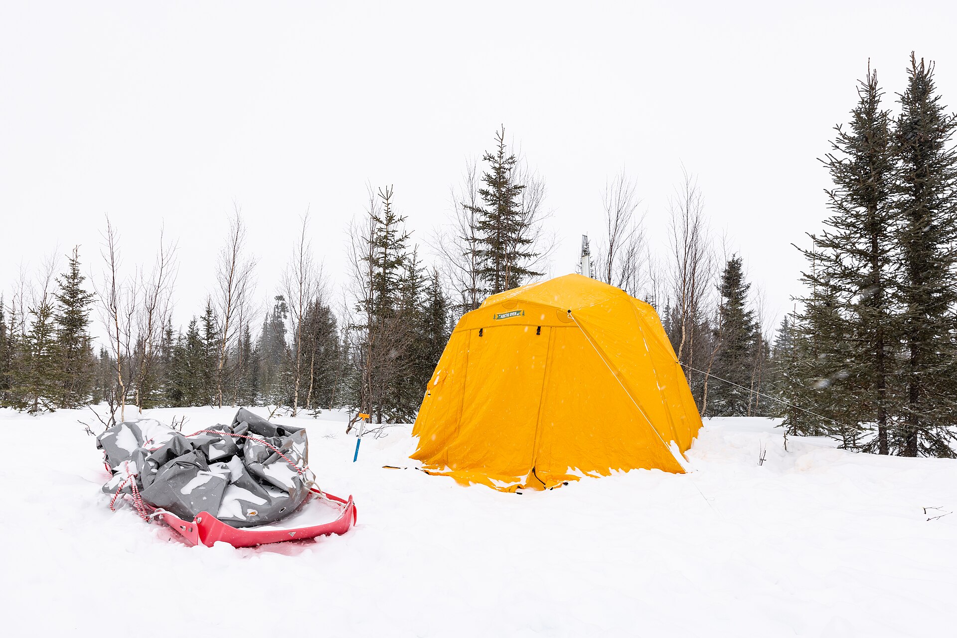 dog sledding Arctic winter