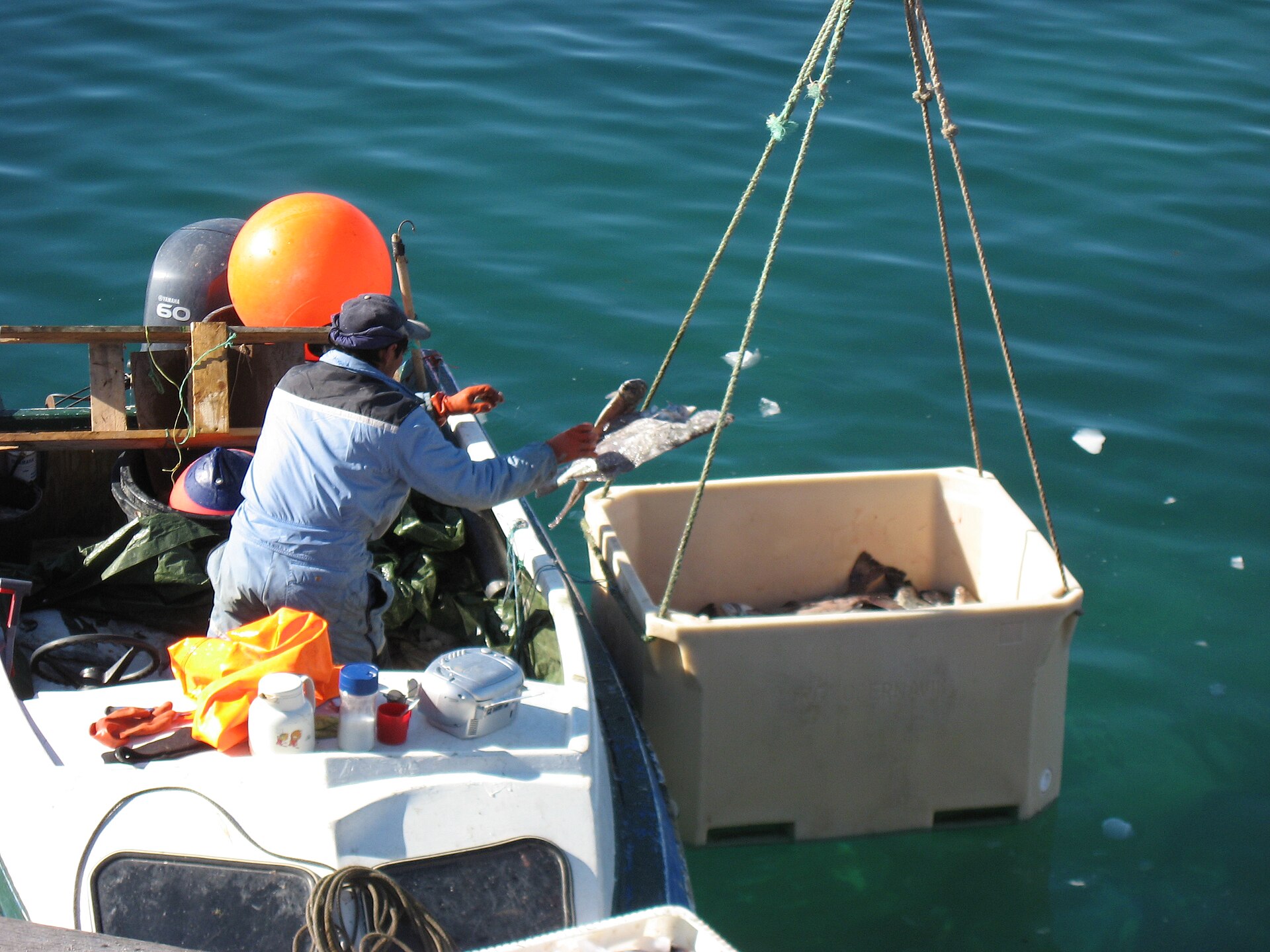 Greenland halibut fishing