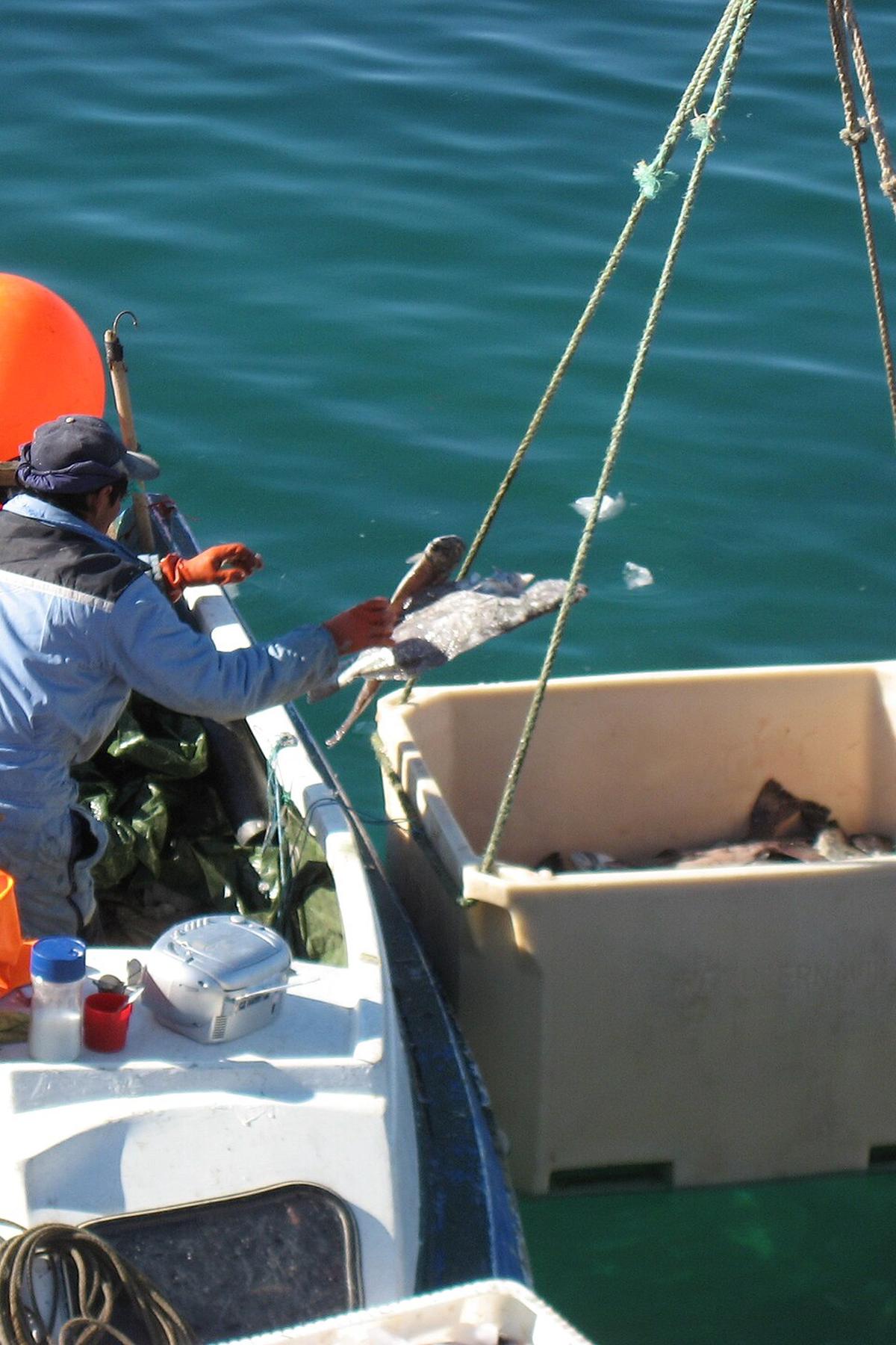 Greenland halibut fishing