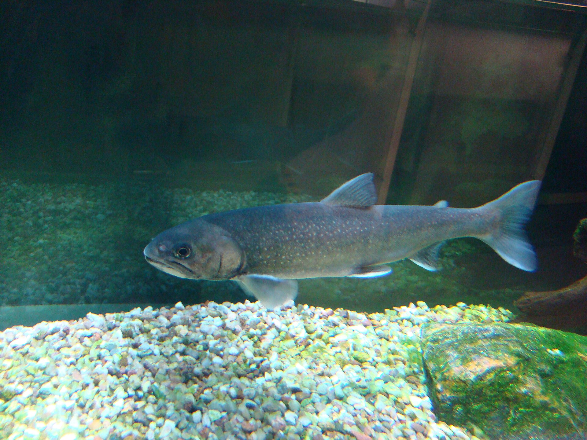 Arctic char